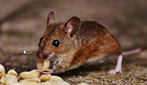 24 Hour & Emergency Exterminators in E Fultonham, OH